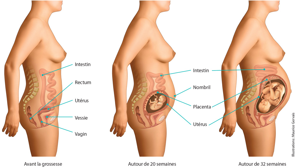 CFPCO Guider vers un accouchement respectueux et harmonieux : les  modifications anatomiques chez la femme enceinte